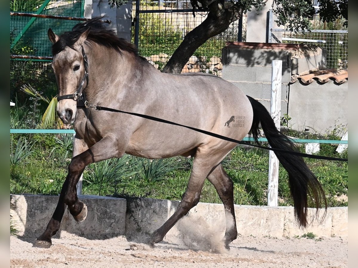 Lusitanos Mestizo Caballo castrado 15 años 169 cm Bayo in Mallorca