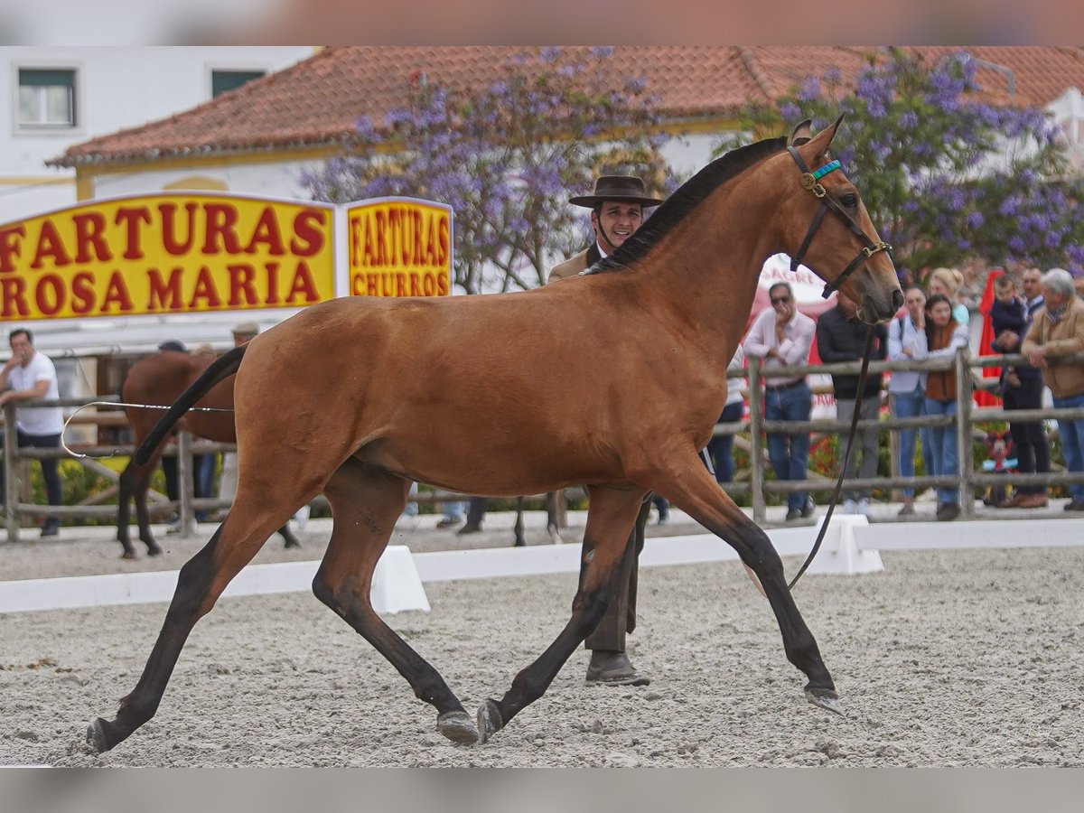 Lusitanos Caballo castrado 1 año 147 cm Castaño rojizo in Torres Novas