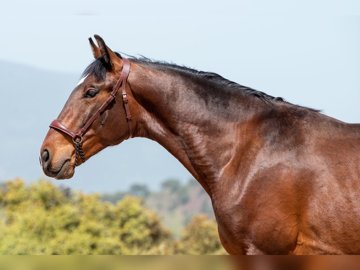 Lusitanos Caballo castrado 3 años 146 cm Castaño oscuro in Montecorto