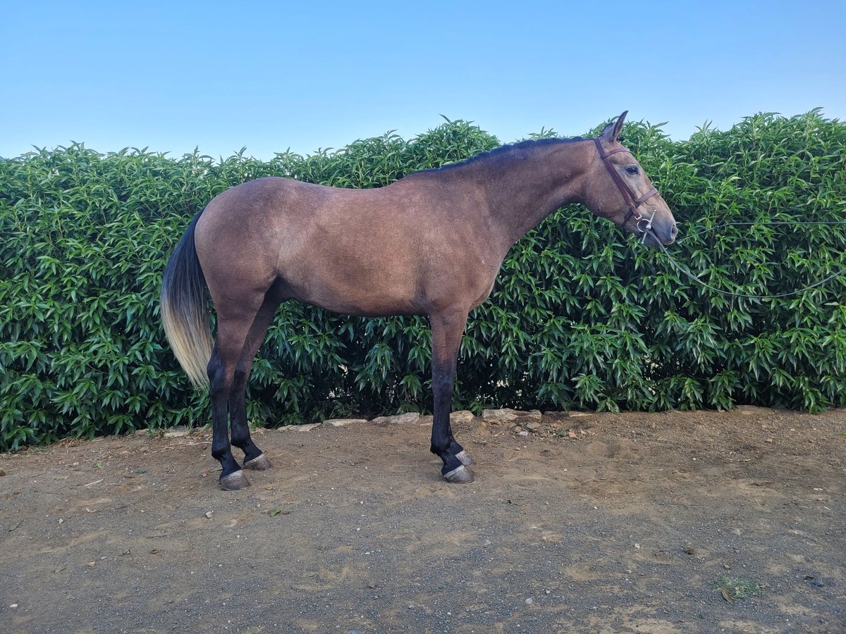 Lusitanos Mestizo Caballo castrado 3 años 157 cm Tordo in Alcala De Los Gazules