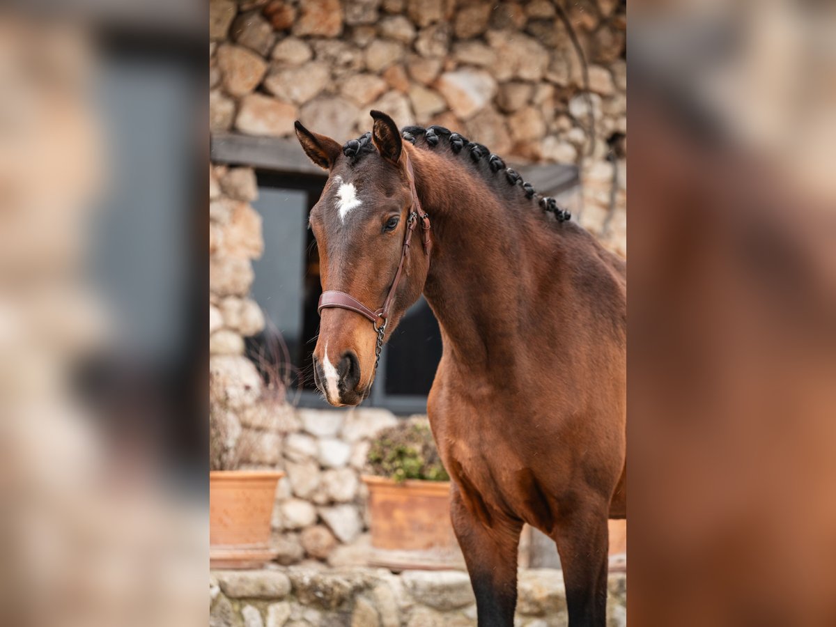 Lusitanos Caballo castrado 3 años 160 cm Castaño oscuro in Montecorto