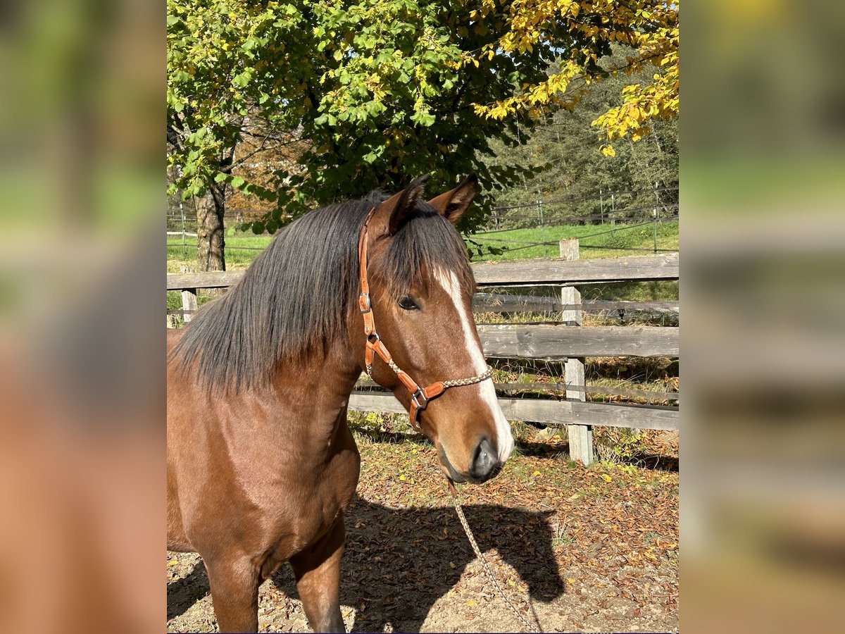 Lusitanos Caballo castrado 3 años 162 cm Castaño in Dischingen