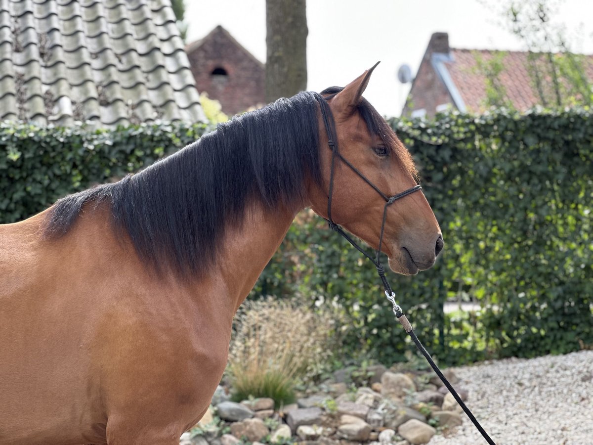 Lusitanos Caballo castrado 3 años 164 cm Castaño claro in Geleen