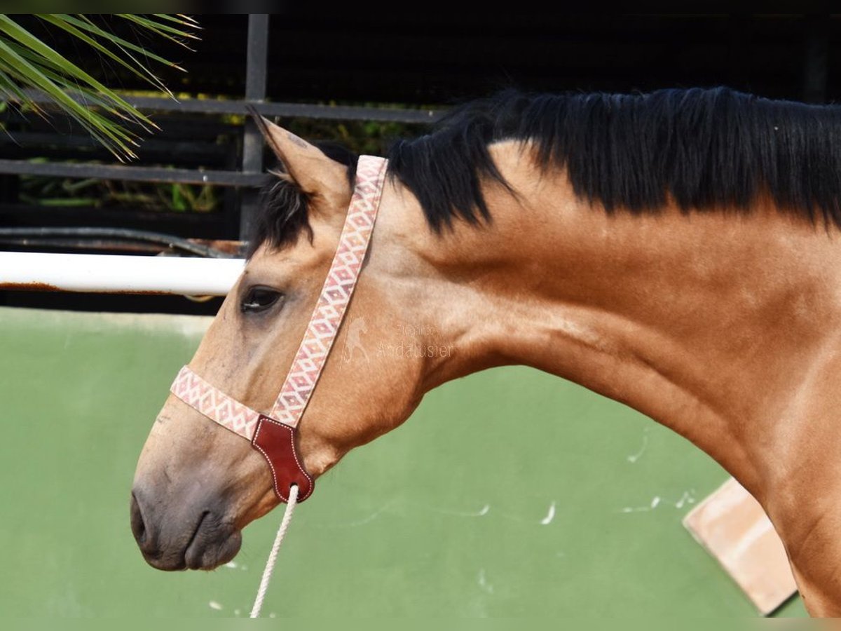 Lusitanos Caballo castrado 3 años 165 cm Bayo in Provinz Malaga