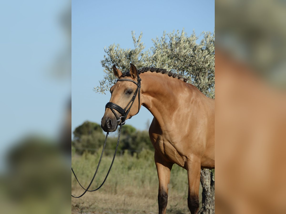 Lusitanos Caballo castrado 3 años 165 cm Buckskin/Bayo in &#xC1;gua Derramada