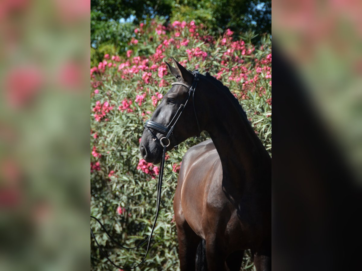 Lusitanos Caballo castrado 3 años 170 cm Negro in Gr&#xE2;ndola