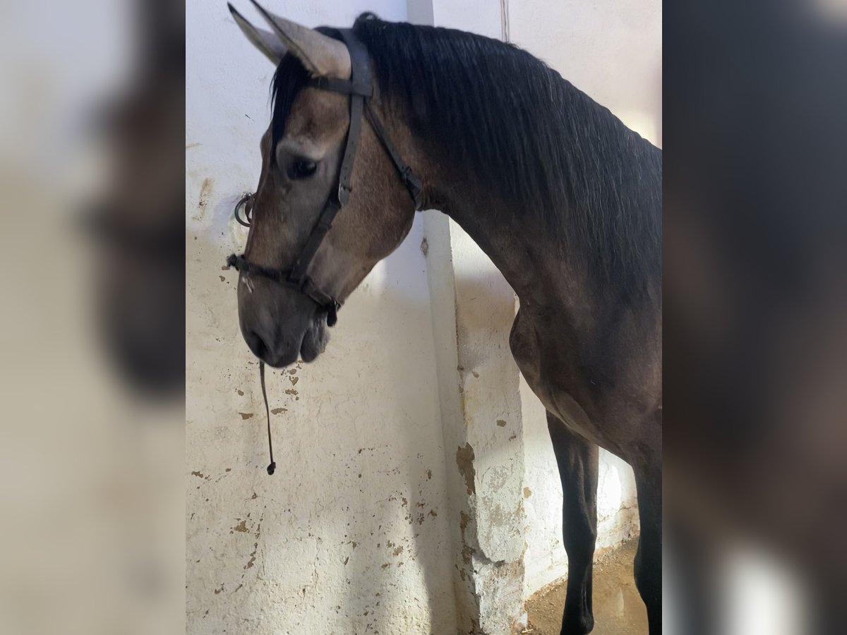 Lusitanos Caballo castrado 3 años Tordo rodado in Lepe Huelva