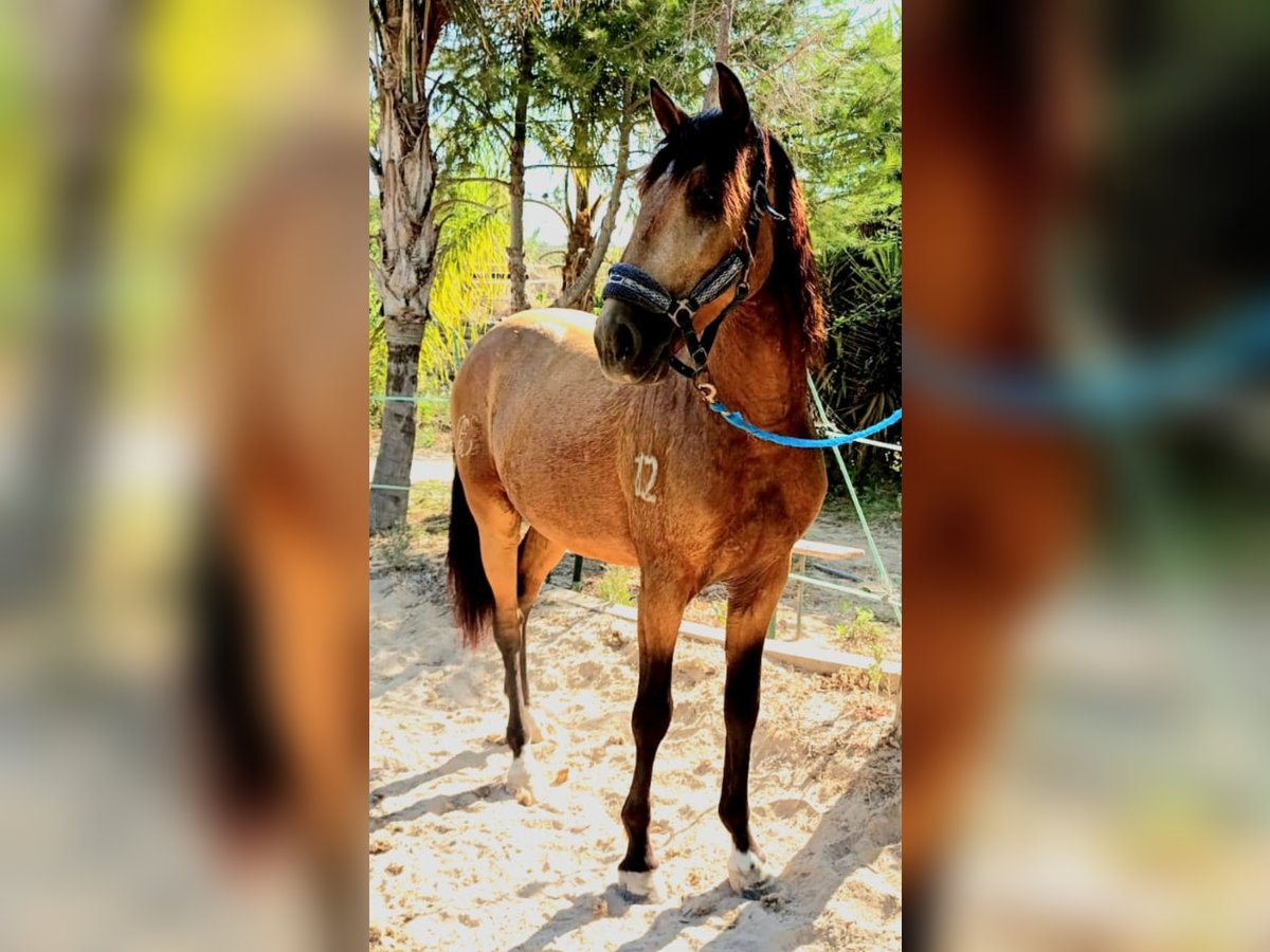 Lusitanos Caballo castrado 4 años 150 cm Buckskin/Bayo in Martfeld Lusitanos Caballo castrado 4 años 150 cm Buckskin/Bayo in Martfeld