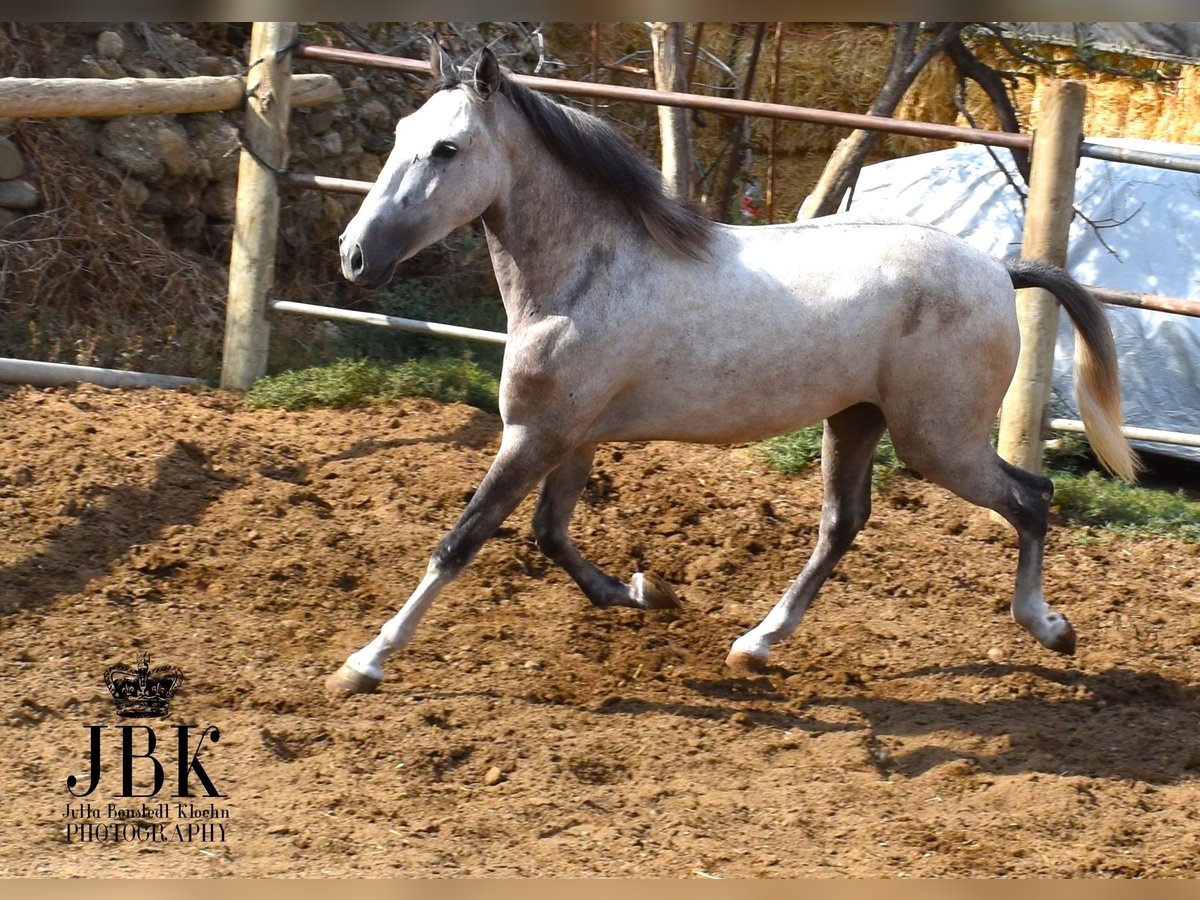 Lusitanos Mestizo Caballo castrado 4 años 151 cm Tordo in Tabernas Almeria