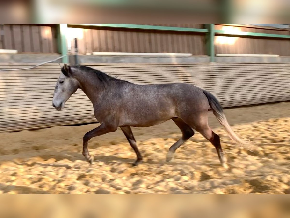 Lusitanos Caballo castrado 4 años 153 cm Tordo in Nesmy