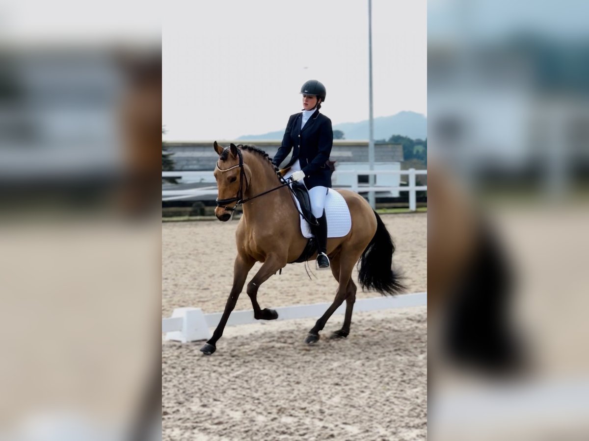 Lusitanos Caballo castrado 4 años 155 cm Bayo in Valle de Trapaga