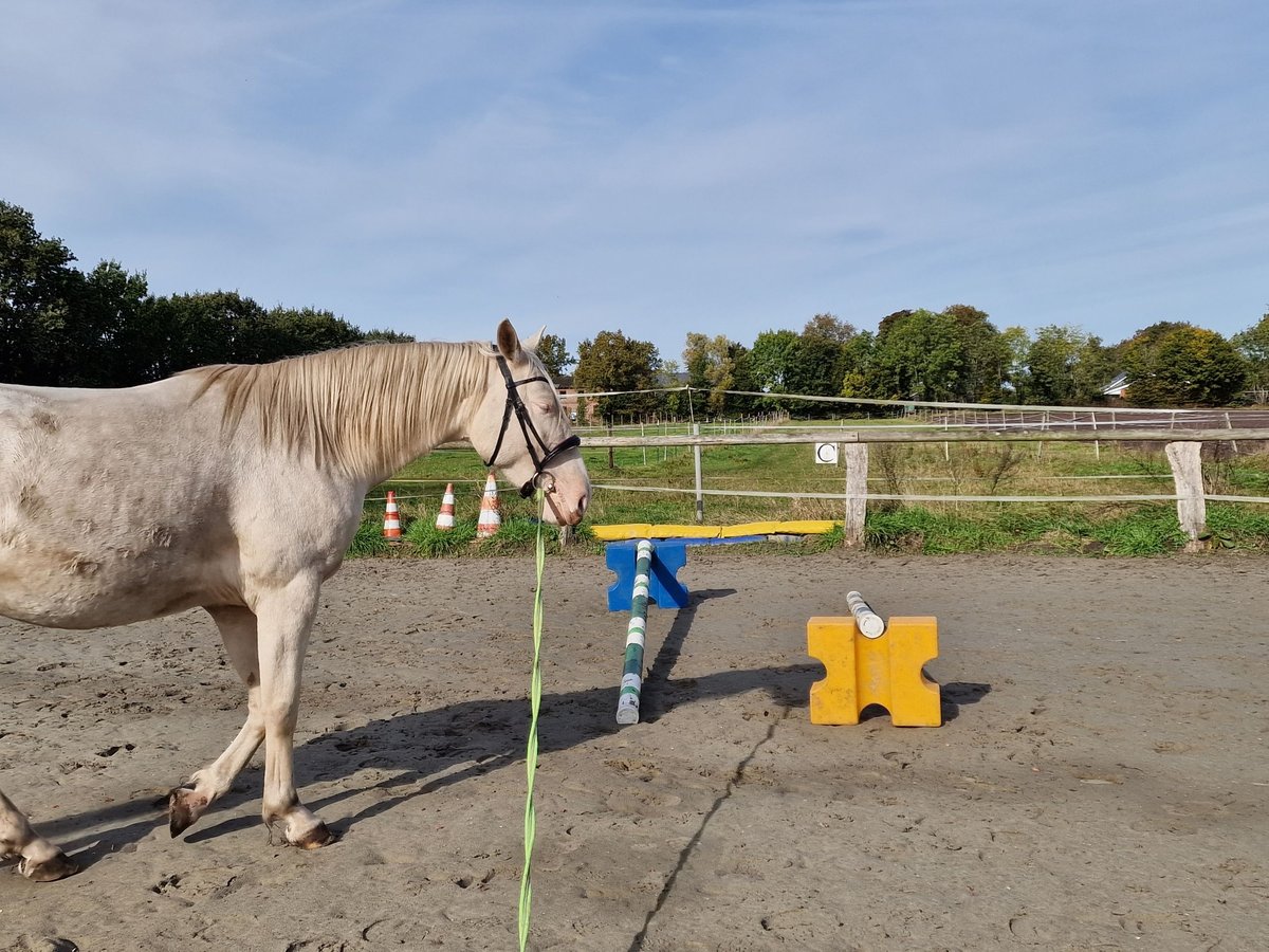 Lusitanos Mestizo Caballo castrado 4 años 157 cm Cremello in Hohenfelde