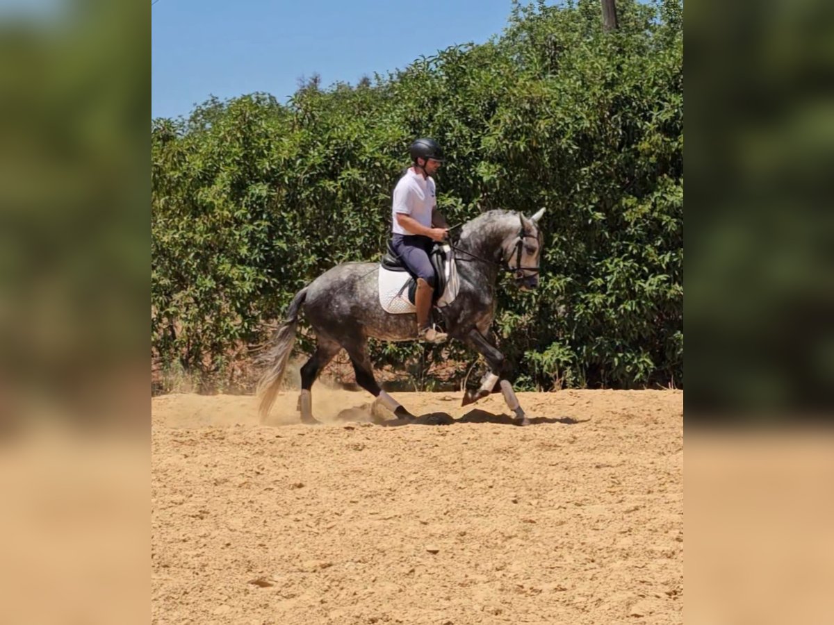 Lusitanos Caballo castrado 4 años 157 cm Tordo in Almancil