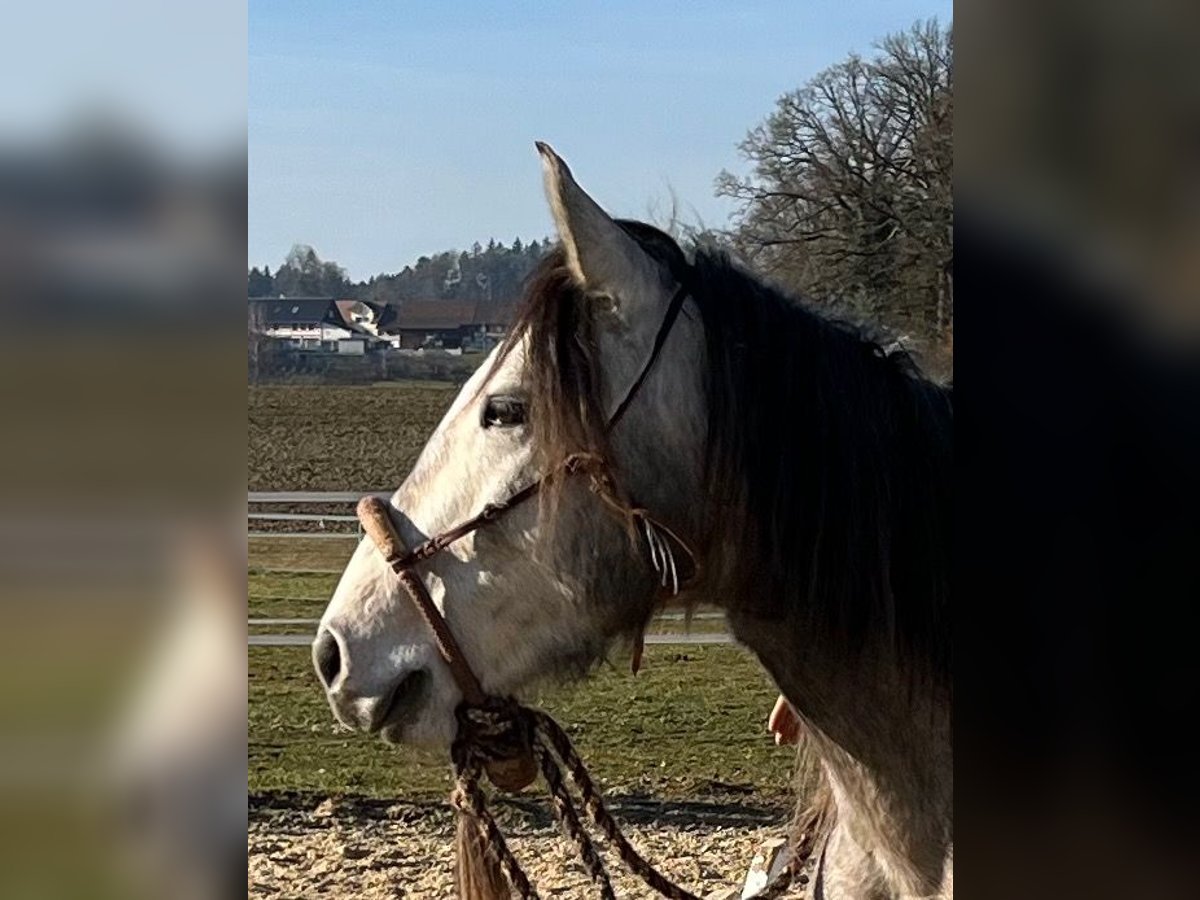 Lusitanos Caballo castrado 4 años 158 cm Porcelana in Amlikon-Bissegg