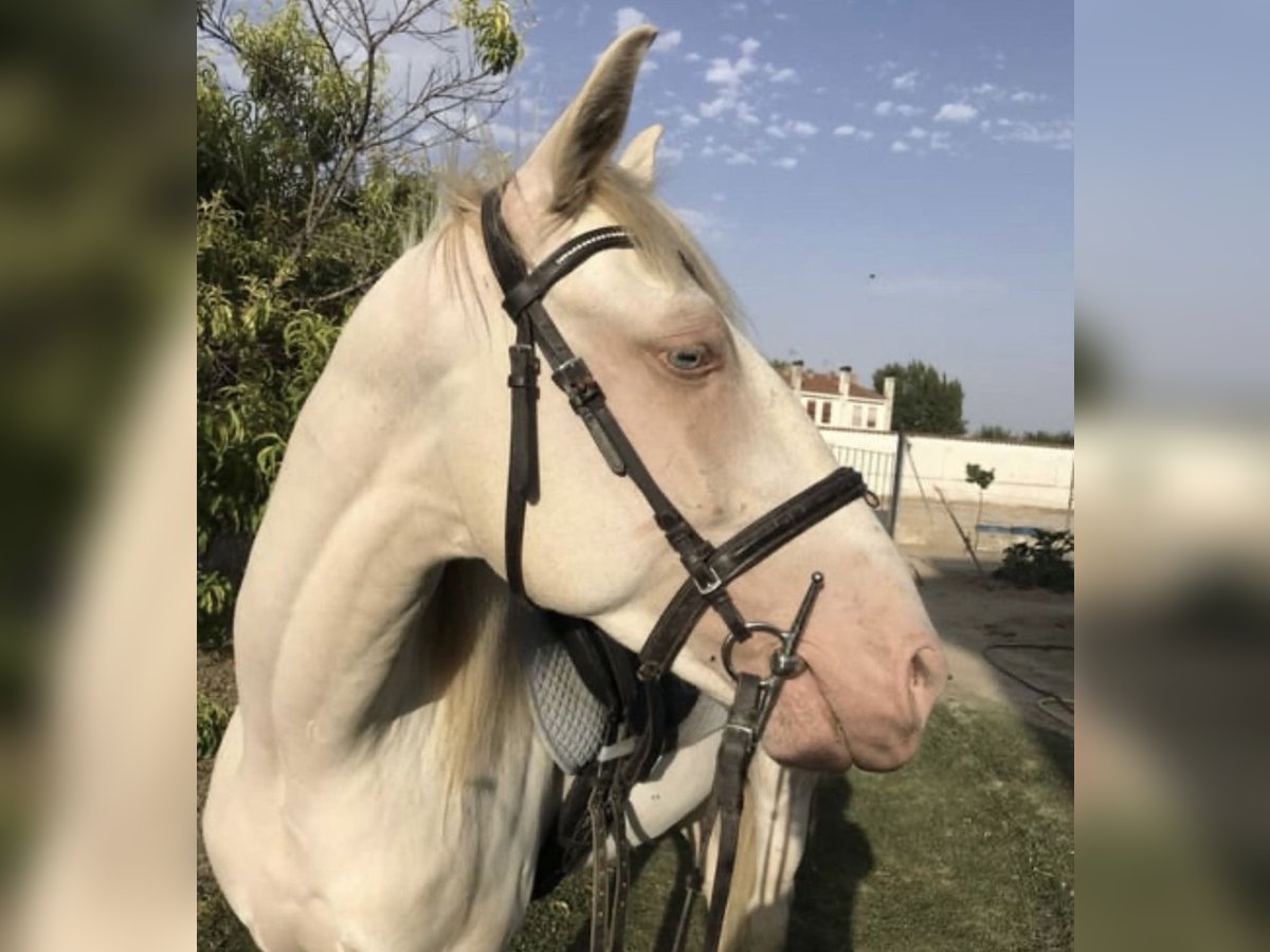 Lusitanos Caballo castrado 4 años 160 cm Cremello in Benidorm