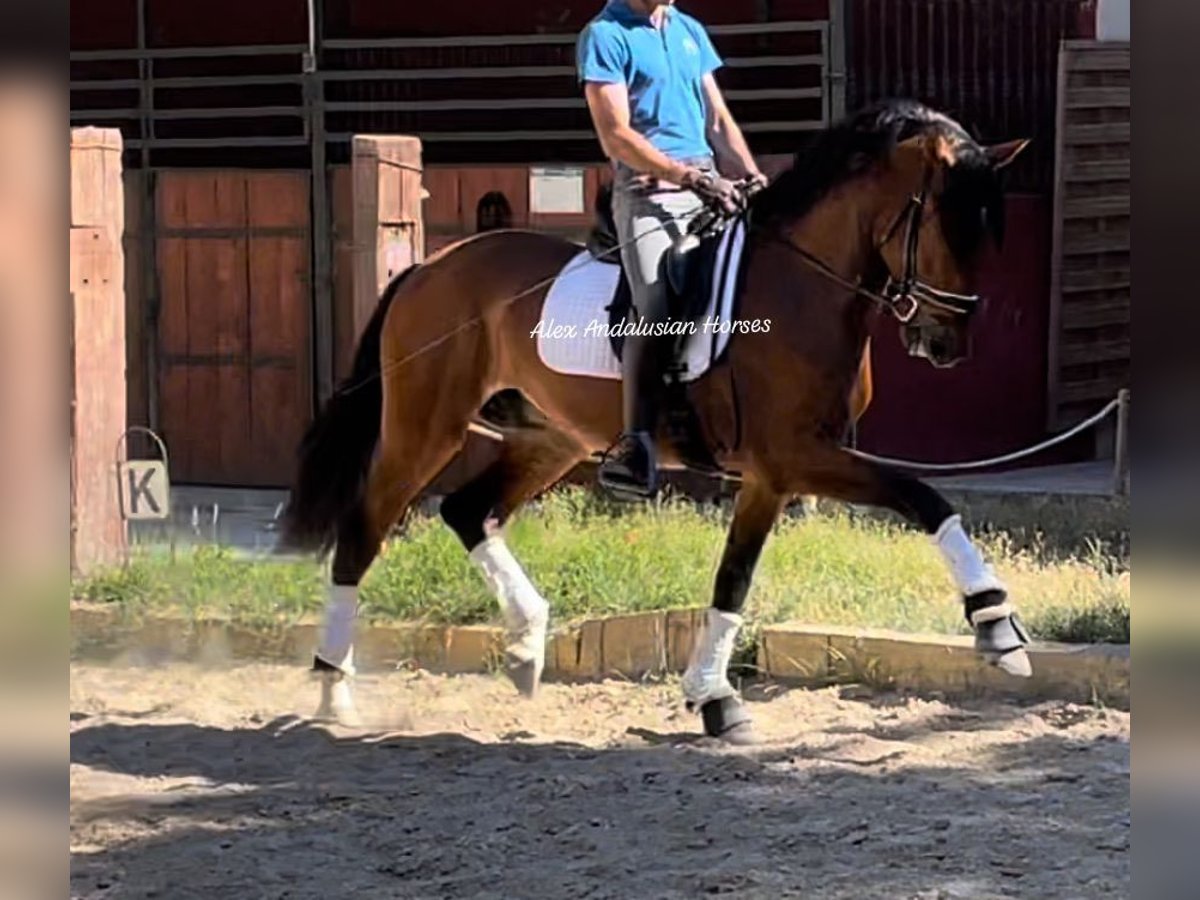 Lusitanos Caballo castrado 4 años 161 cm Castaño in Sevilla