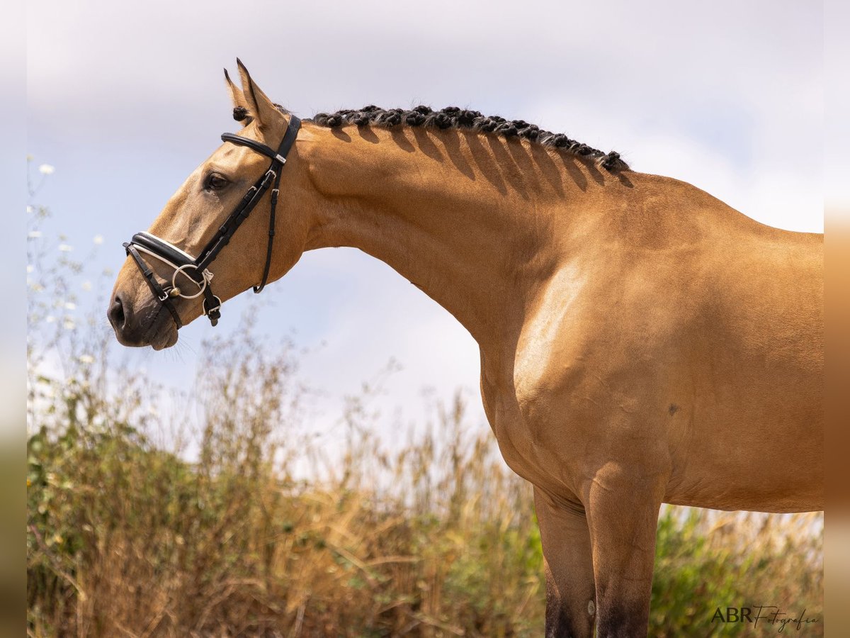 Lusitanos Caballo castrado 4 años 163 cm Bayo in Mafra