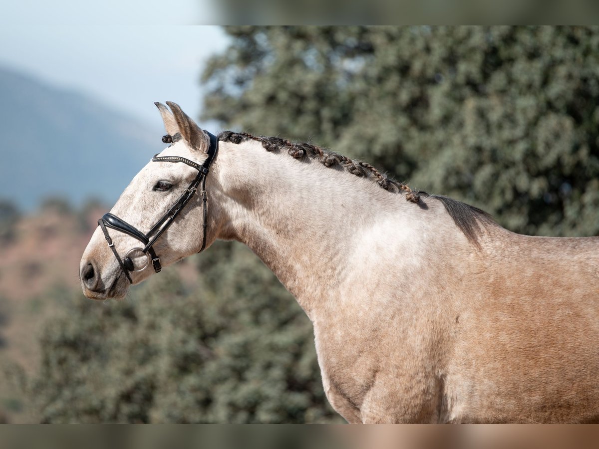 Lusitanos Caballo castrado 4 años 165 cm Tordo ruano in El Gastor