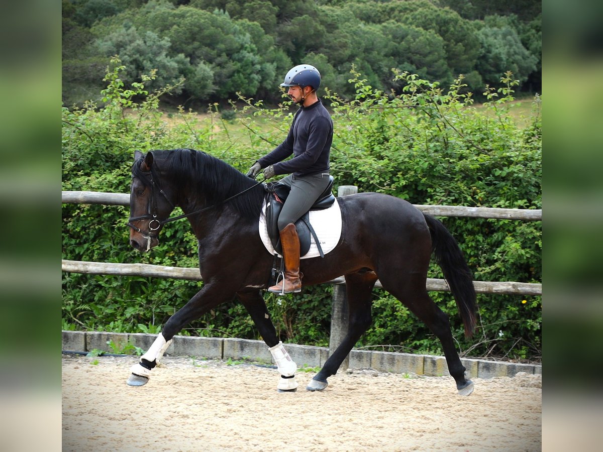 Lusitanos Caballo castrado 4 años 167 cm Castaño oscuro in Ribamar