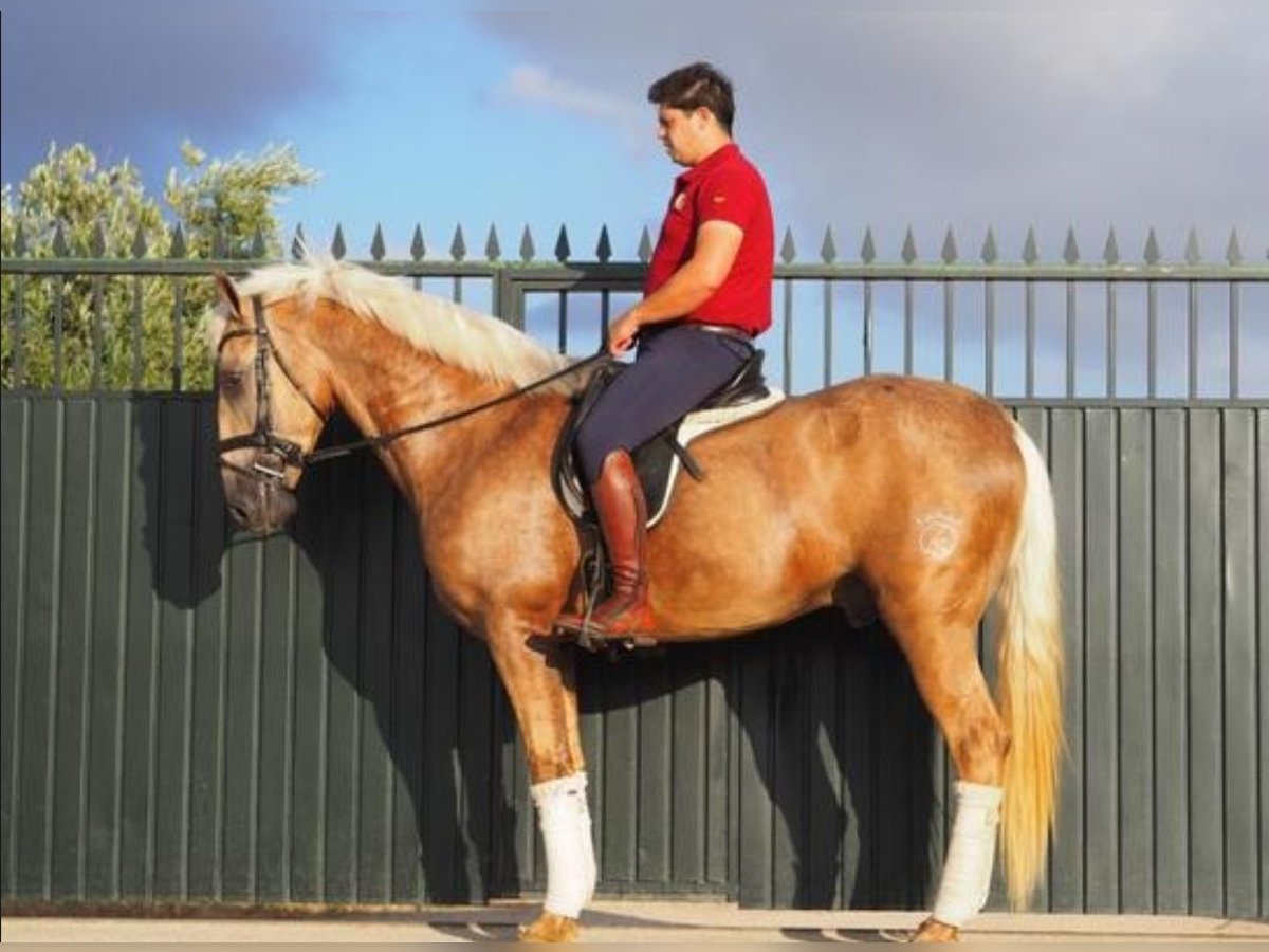 Lusitanos Caballo castrado 4 años 168 cm Palomino in Navalcan