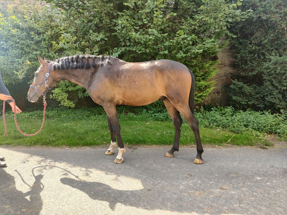 Lusitanos Mestizo Caballo castrado 5 años 154 cm Castaño oscuro in Dalheim Lusitanos Mestizo Caballo castrado 5 años 154 cm Castaño oscuro in Dalheim
