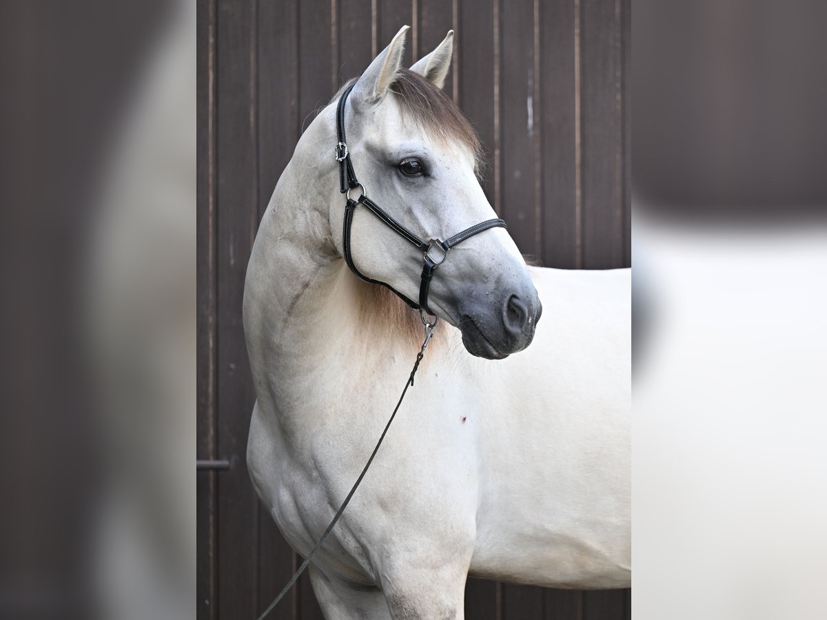 Lusitanos Caballo castrado 5 años 157 cm Grullo in Ehekirchen