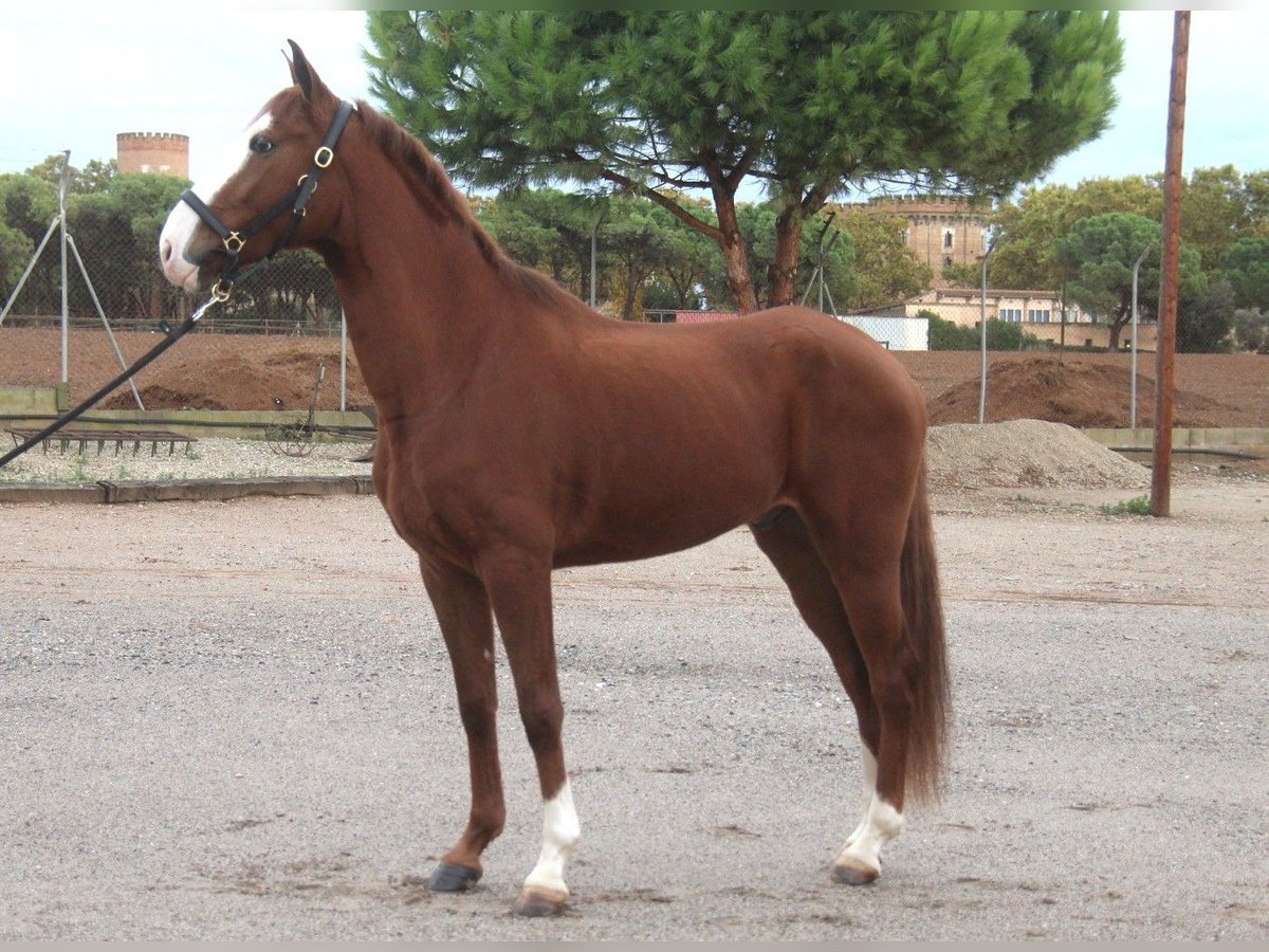 Lusitanos Caballo castrado 5 años 158 cm Alazán in Hamburg