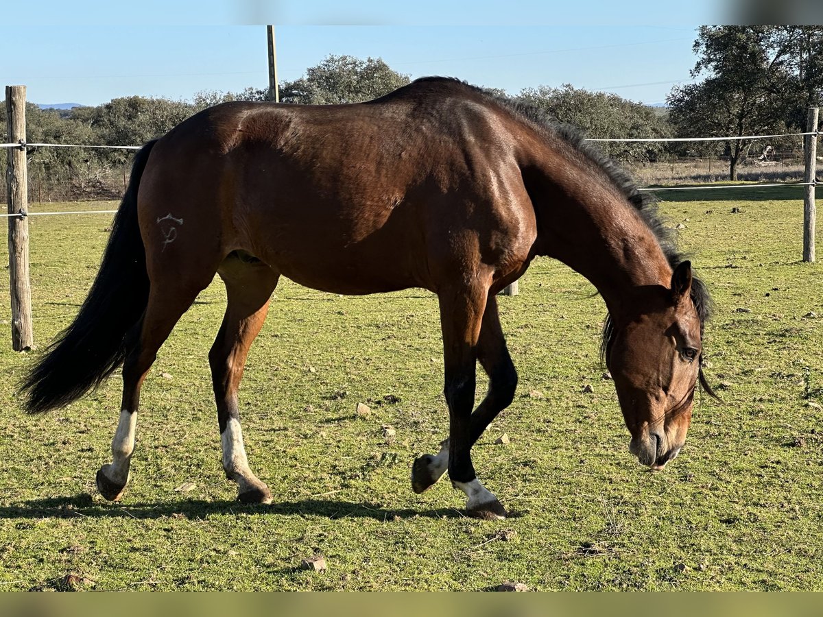 Lusitanos Caballo castrado 5 años 159 cm Castaño oscuro in Valdecaballerosa