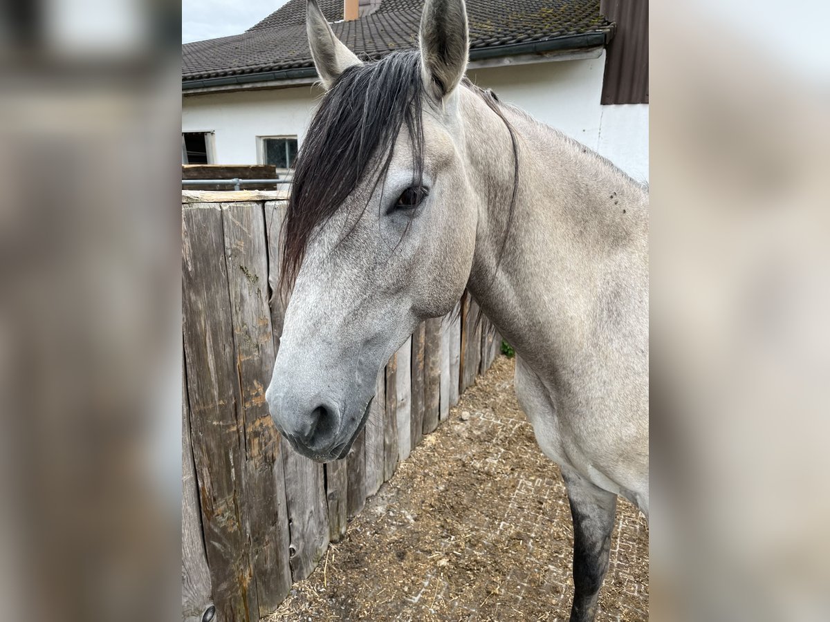 Lusitanos Caballo castrado 5 años 160 cm Bayo in Amlikon-Bissegg