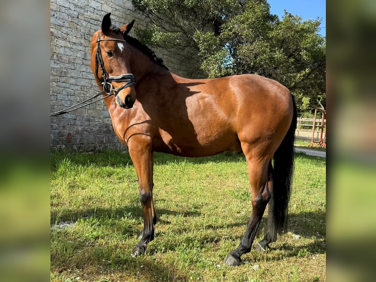 Lusitanos Caballo castrado 5 años 160 cm in Our&#xE9;m