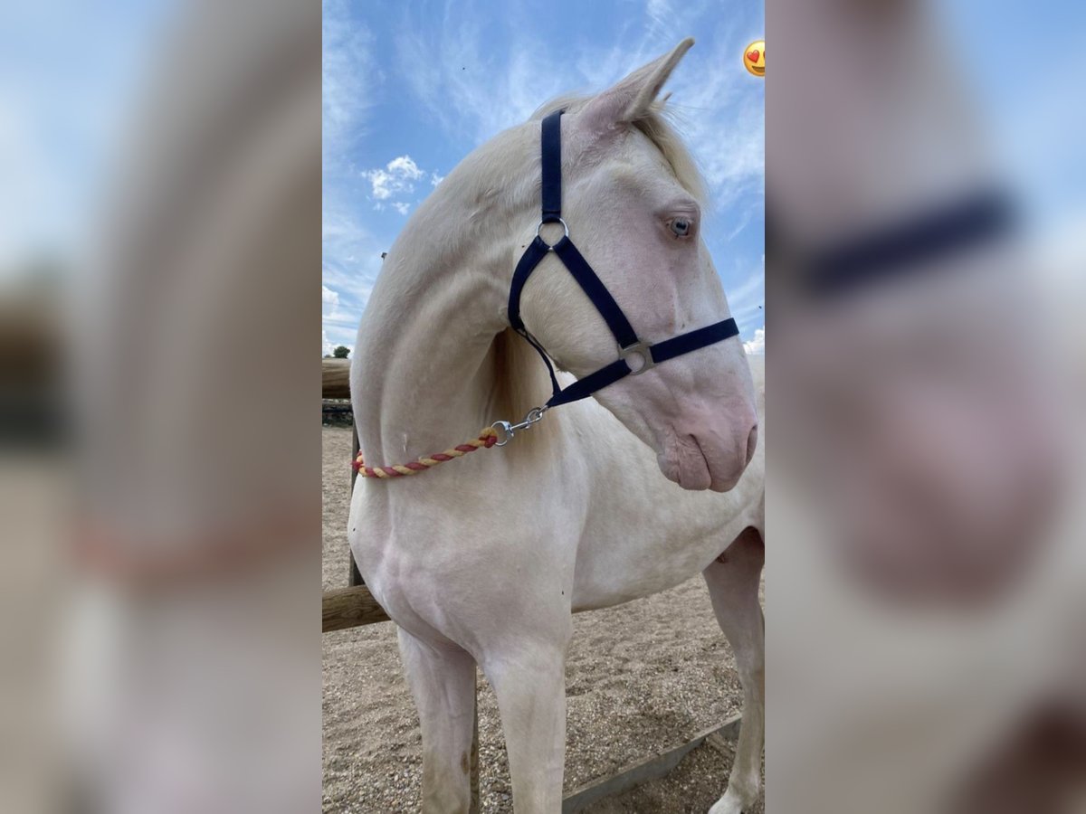 Lusitanos Caballo castrado 5 años 160 cm Cremello in Benidorm