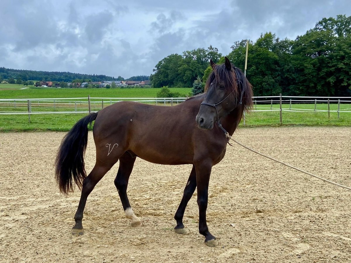 Lusitanos Caballo castrado 5 años 160 cm Morcillo in Amlikon-Bissegg