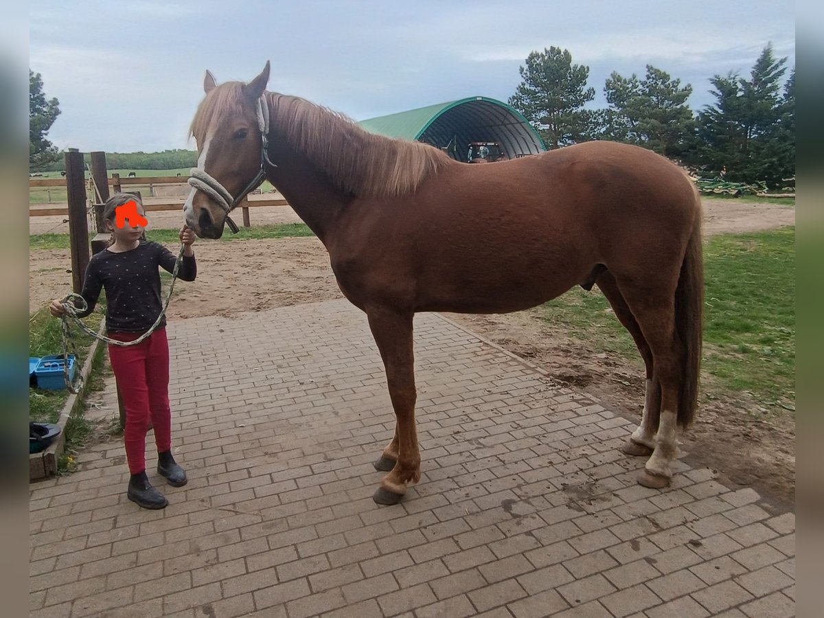 Lusitanos Caballo castrado 5 años 162 cm Alazán in Berlin