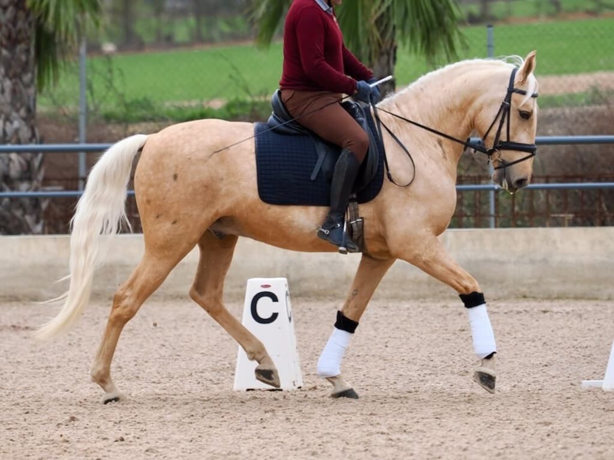 Lusitanos Caballo castrado 5 años 162 cm Palomino in Navas Del Madroño