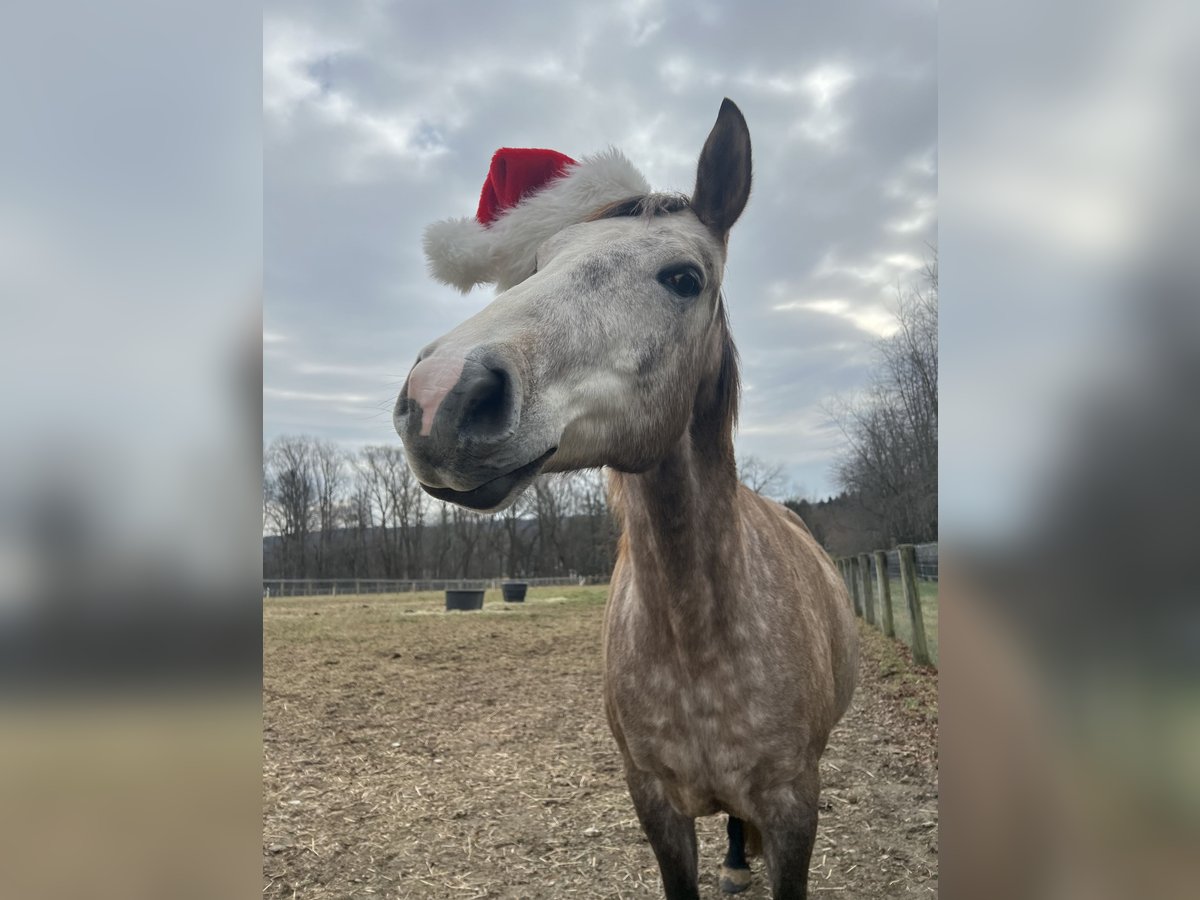 Lusitanos Mestizo Caballo castrado 5 años 163 cm Tordo in West Chester