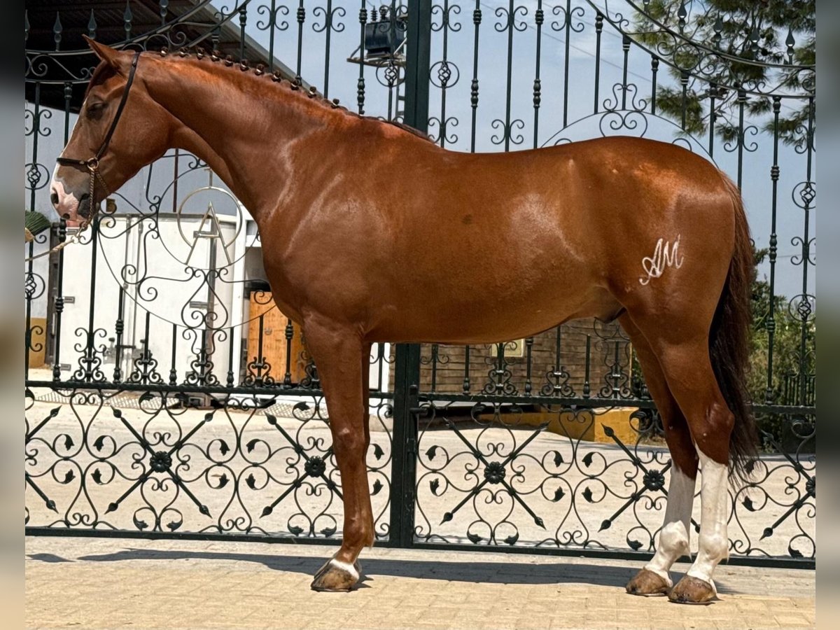 Lusitanos Caballo castrado 5 años 164 cm Alazán in Martfeld