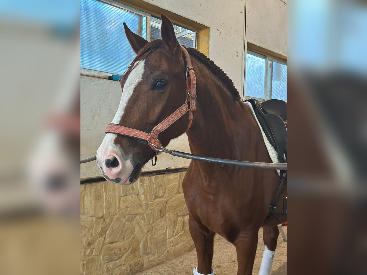 Lusitanos Caballo castrado 5 años 164 cm Alazán in Valencia