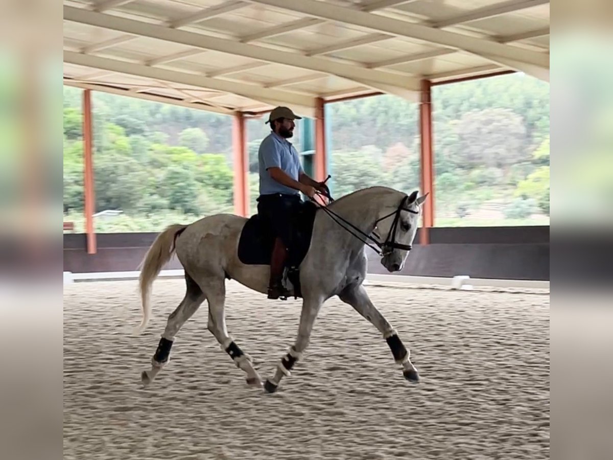 Lusitanos Caballo castrado 5 años 165 cm Tordo in Caldas da Rainha