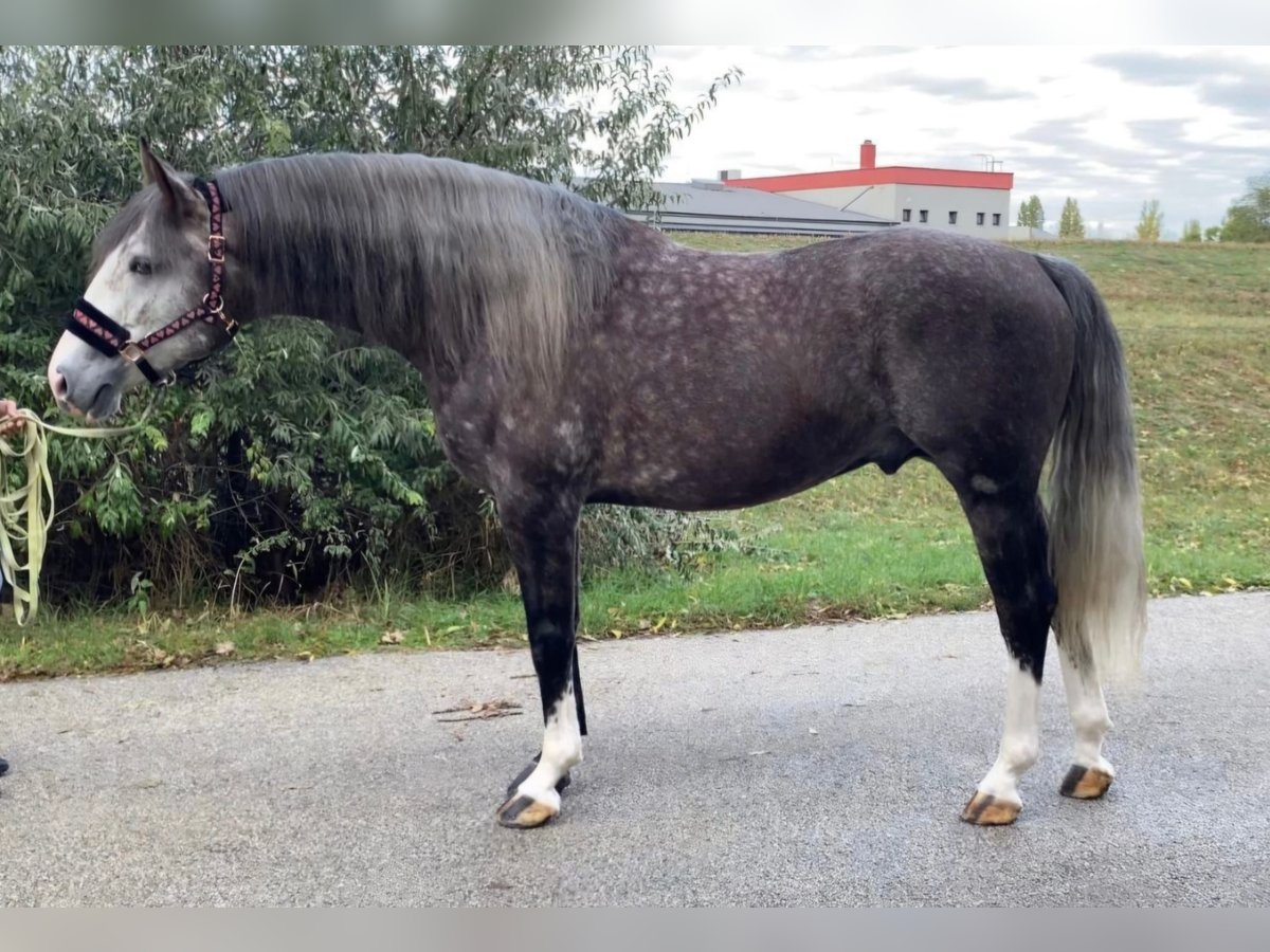 Lusitanos Mestizo Caballo castrado 5 años 165 cm Tordo in Rechnitz