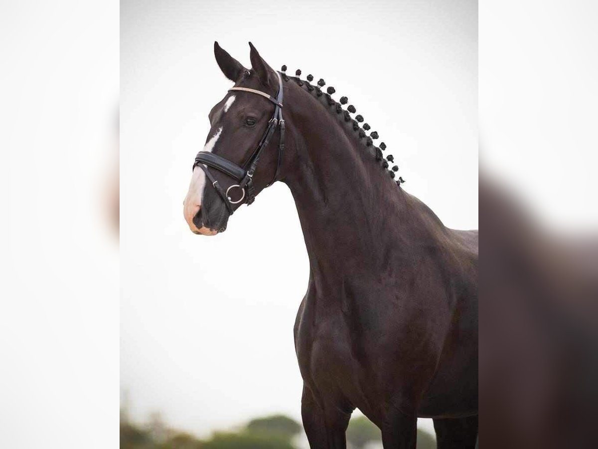 Lusitanos Caballo castrado 5 años 166 cm Negro in Porto