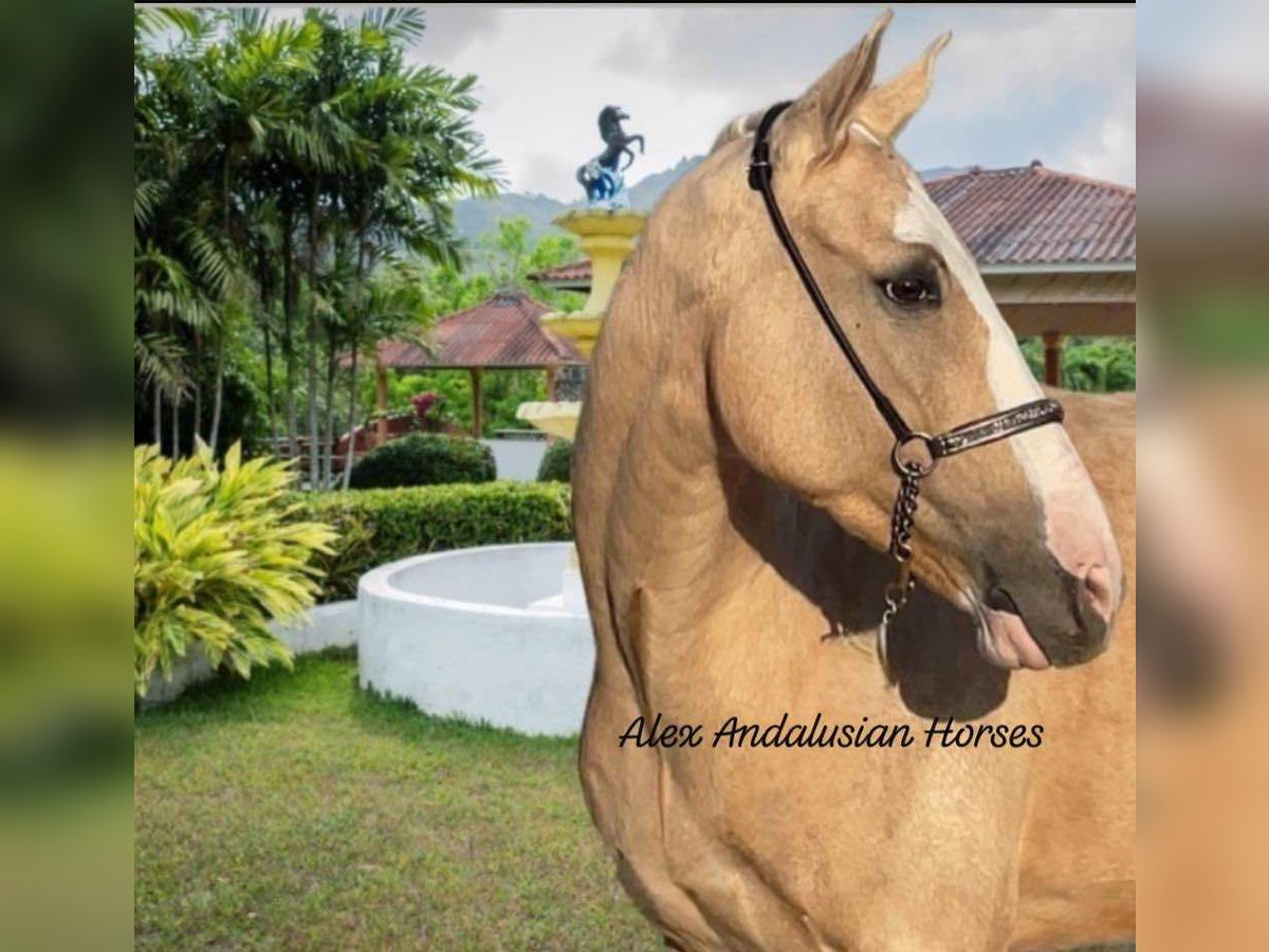 Lusitanos Mestizo Caballo castrado 6 años 157 cm Palomino in Sevilla