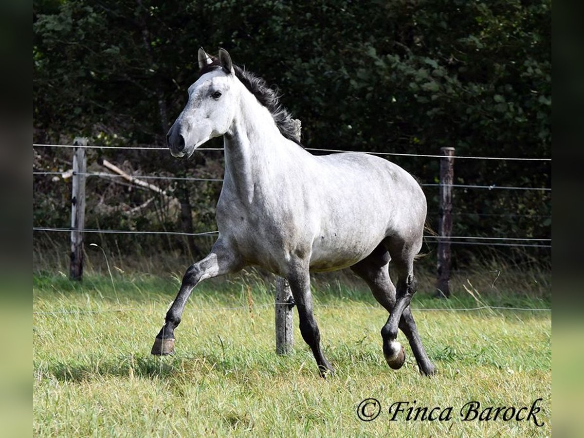 Lusitanos Caballo castrado 6 años 157 cm Tordo in Wiebelsheim