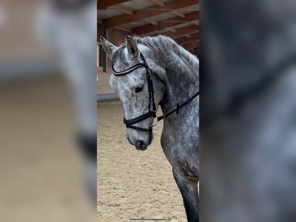 Lusitanos Mestizo Caballo castrado 6 años 159 cm Tordo in Asperhofen