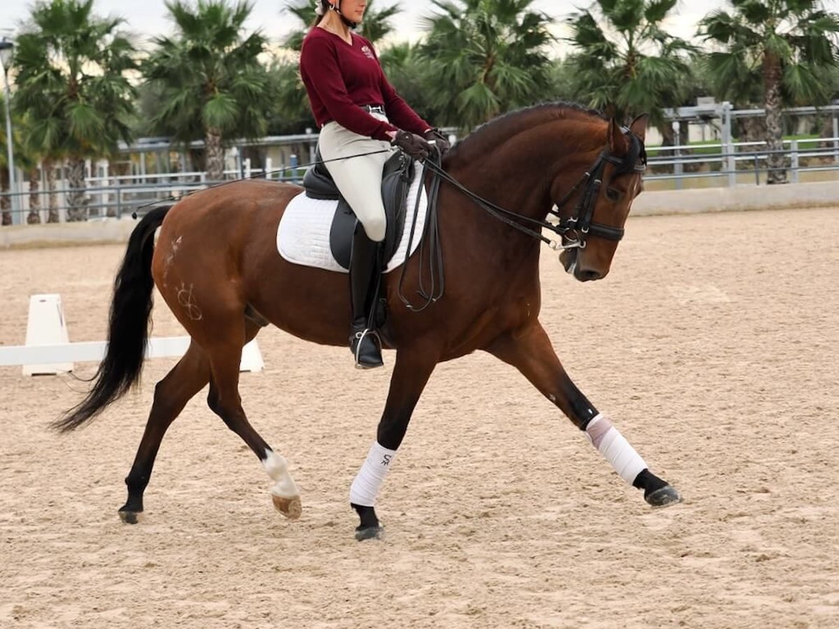 Lusitanos Caballo castrado 6 años 161 cm Castaño in Navas Del Madroño