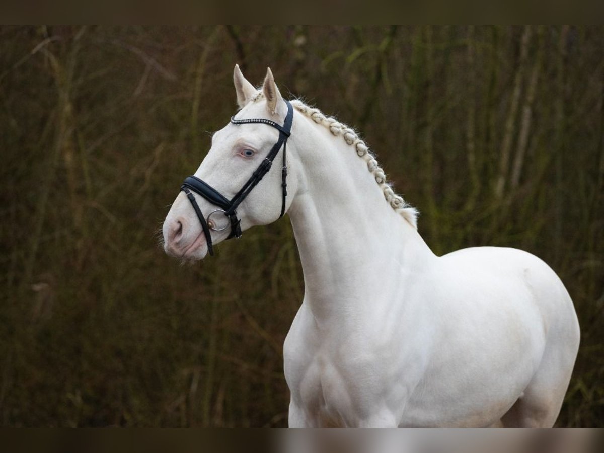 Lusitanos Caballo castrado 6 años 161 cm Cremello in Aalsmeer