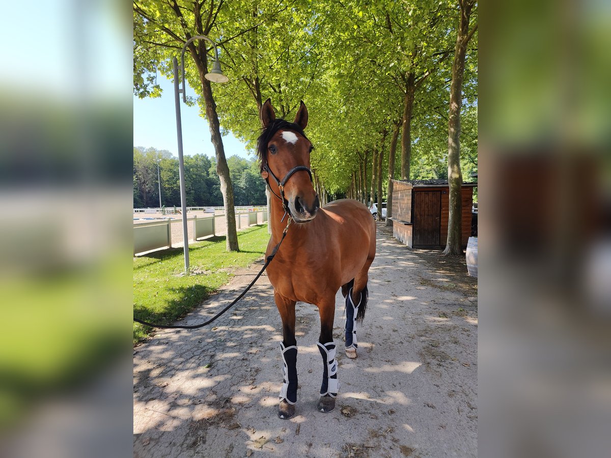 Lusitanos Caballo castrado 6 años 165 cm Castaño in Colmar