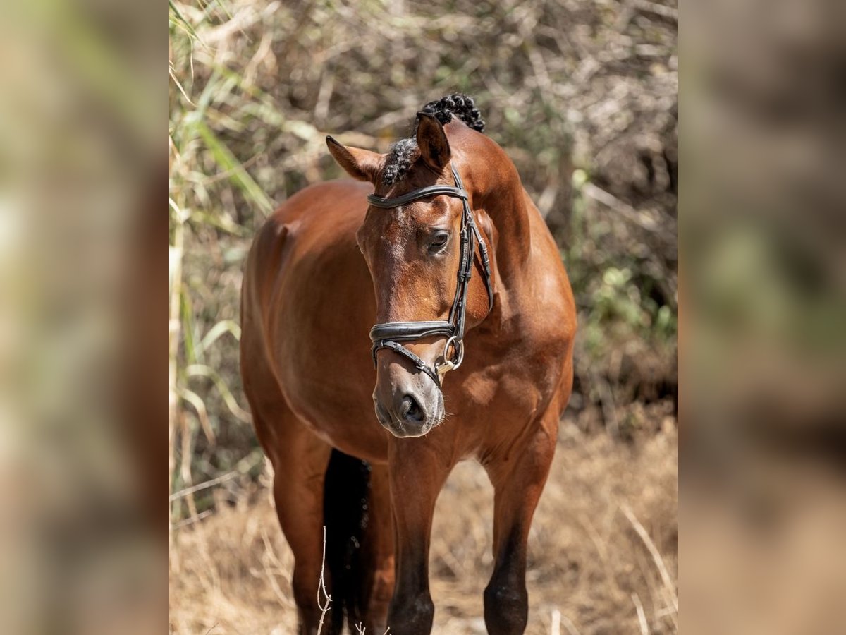 Lusitanos Caballo castrado 6 años 166 cm Alazán in Rinc&#xF3;n de la Victoria