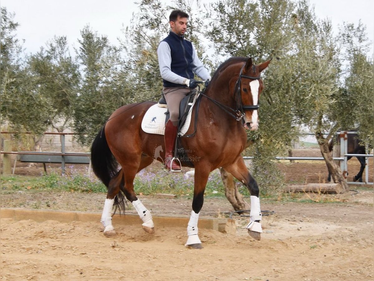 Lusitanos Caballo castrado 6 años 170 cm Castaño in Provinz Granada