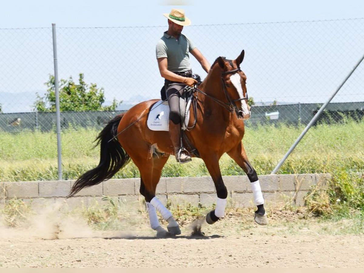 Lusitanos Caballo castrado 6 años 172 cm Castaño in Provinz Granada
