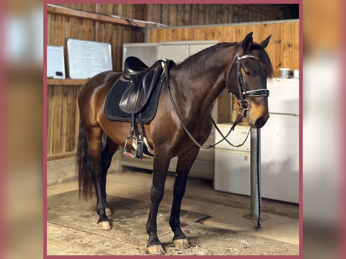 Lusitanos Caballo castrado 7 años 152 cm Castaño oscuro in Vendres